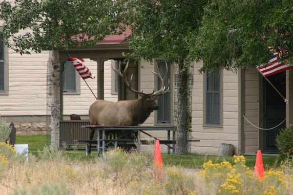 Bull Elk at Mammoth Hotel