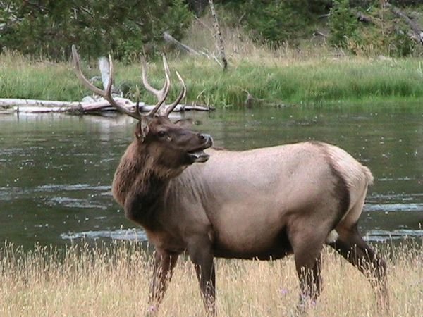 Bull Elk by the River