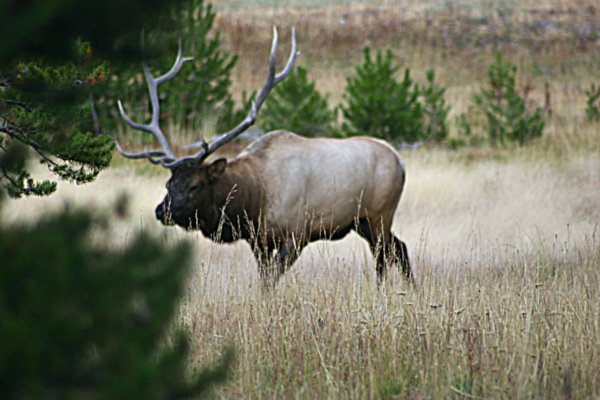 Bull Elk starting towards crowd