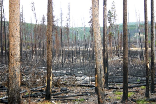 Newly Burned Forest by Norris