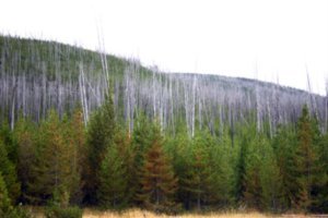 Reforested Area in Yellowstone