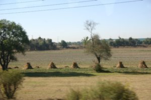 Stukes of hay