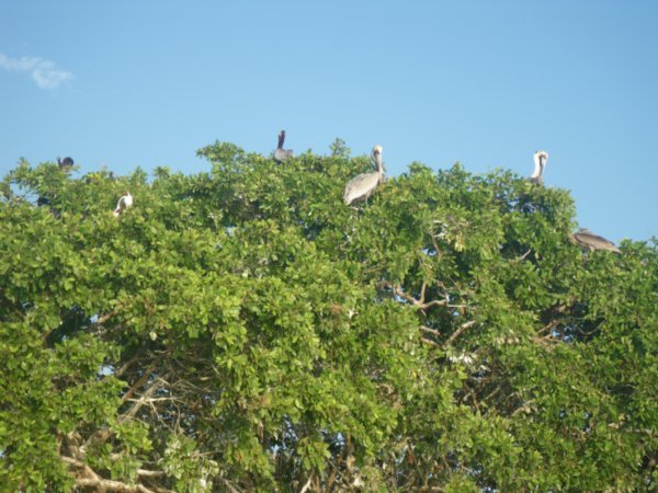 Pelicans in the trees