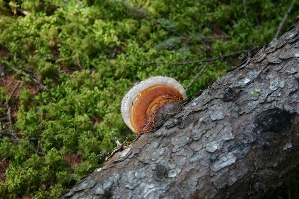 07 Strange mushroom on fallen log