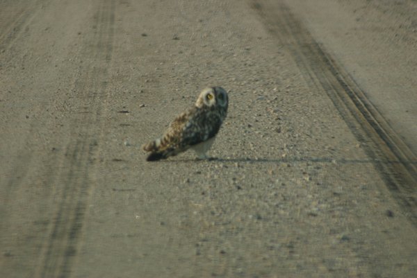 26 Watch for owls on road!