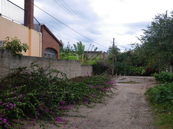 Bouganvillia laid flat in the street