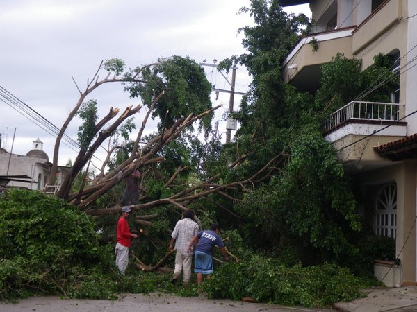 This huge tree damaged homes and brought power lines down