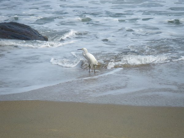 Egret fishing on the shore