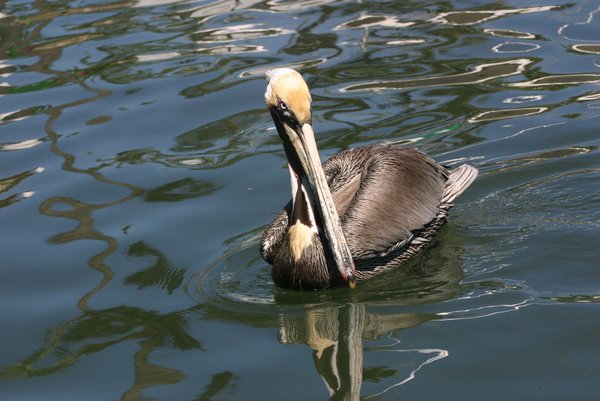 Pelican at the marina