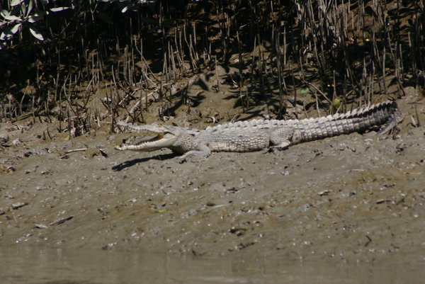 Crocodile on the shore