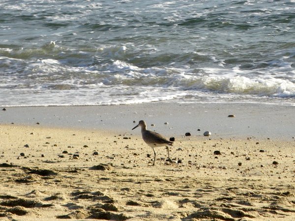 Wading bird on the shore