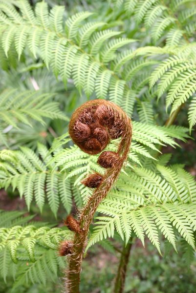 Fiddlehead fern