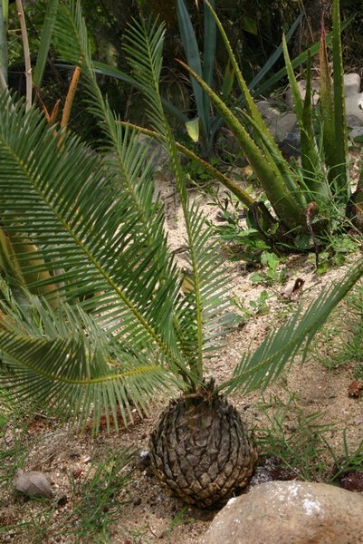 A kind of palm that grows from a sort of pineapple looking seed