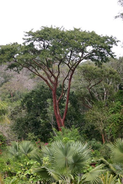 These trees with the red bark are common here