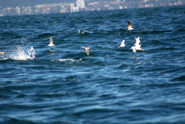 Birds diving and catching fish jumping out of the water