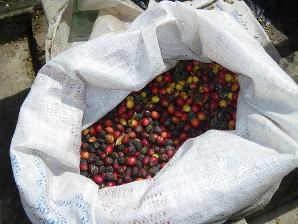Coffee beans after picking