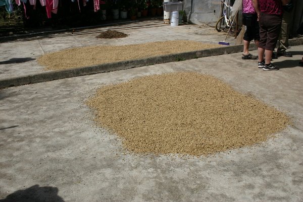 The beans are spread out to dry in the sun