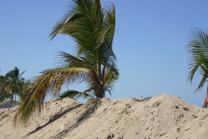 Sand has buried palm trees on the beach road in La Penita