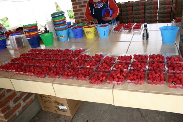 buying raspberries