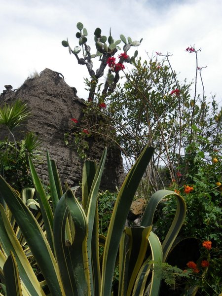 A wild agave in the foreground - a cactus grows out of a rock in the background