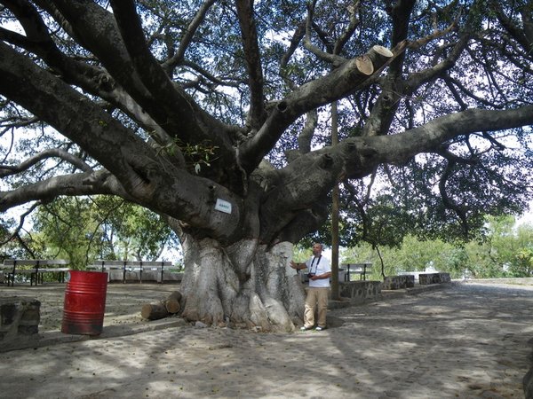 This tree is 300 years old