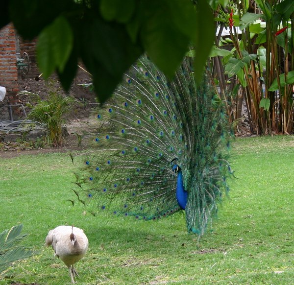 A peacock displays his feathers for the plain looking female