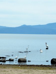 Birds at Chapala lake