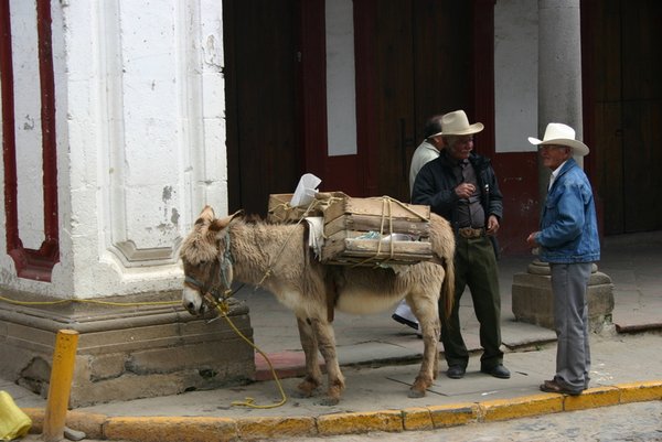 Burro on the street in Tapalpa