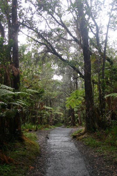 13-Hike through rain forest by Thurston Lava Tube