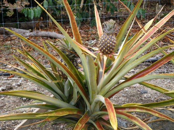 20-Baby pineapples growing at the coffee farm where we are staying