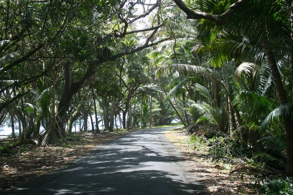 20 Pretty road down along south part of Hawaii