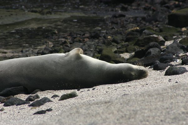 Resting Monk Seal at Place of Refuge