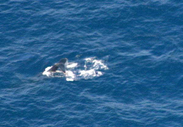 12 Whale tail seen from the air