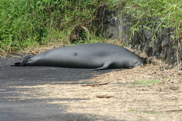 Sleeping Monk Seal