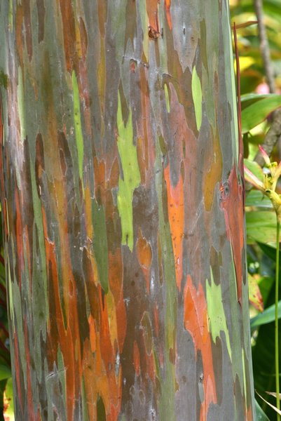 Close-up of bark of Rainbow Eucalyptus