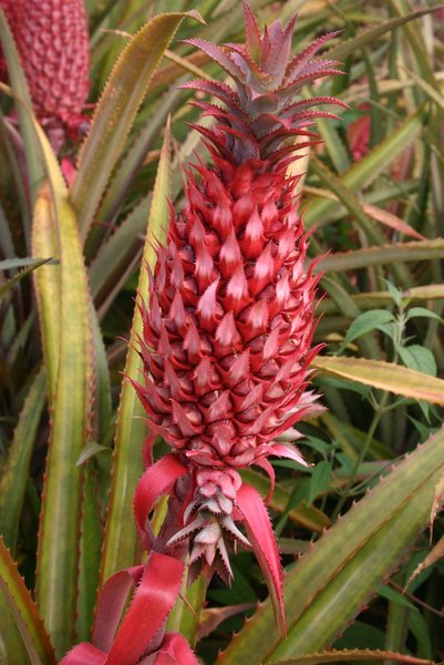 Red decorative pineapple