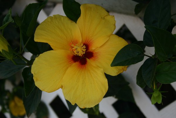 Hibiscus - Hawaii's state flower