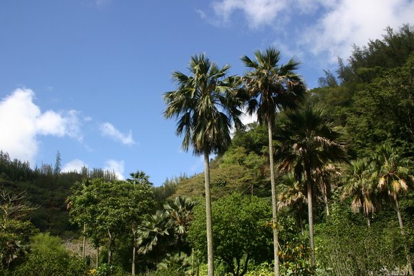 View in Waimea Valley