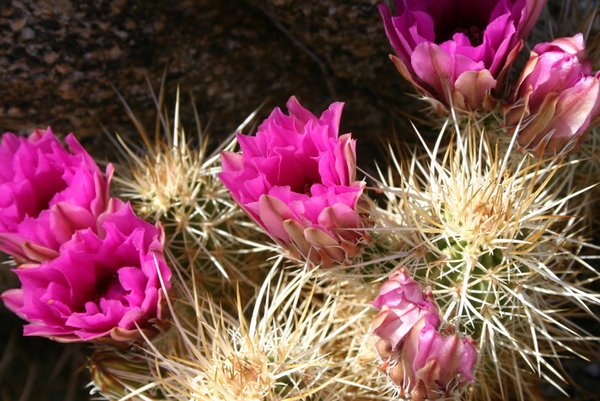 More blooming cactus
