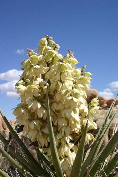 Blooming yucca