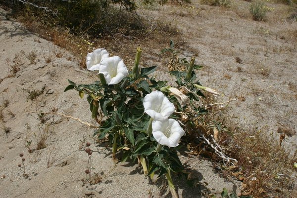 Datura blooms in sand on the side of the road