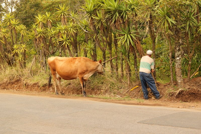Renegade cow on the road