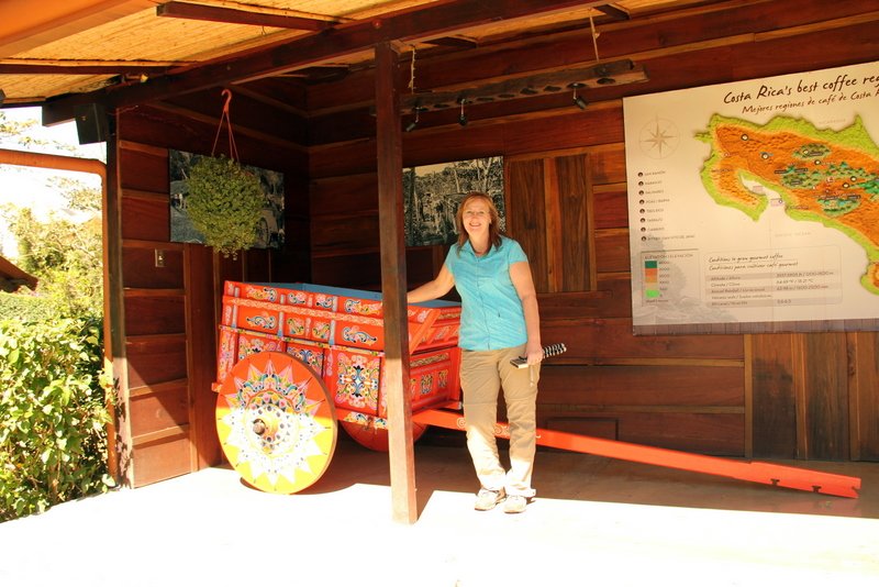 Ox Cart at Coffee Farm