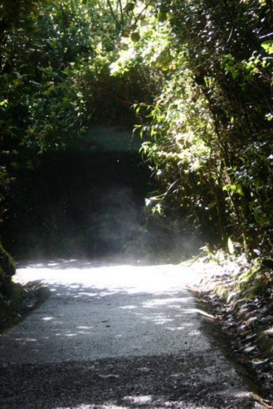Mist on the Escalonia Cloud Forest Trail