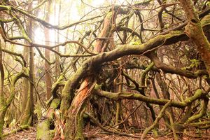 Mossy trees in cloud forest