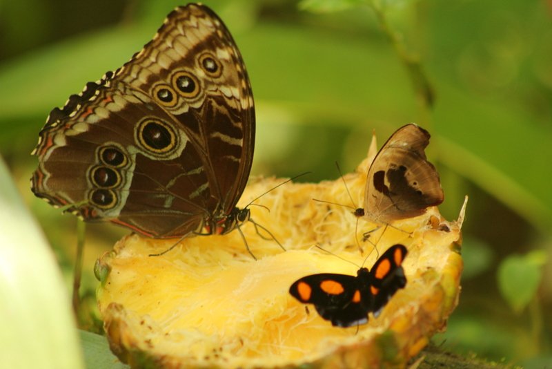 Butterflies on fruit