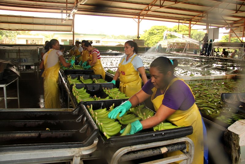 Workers Sorting Bananas