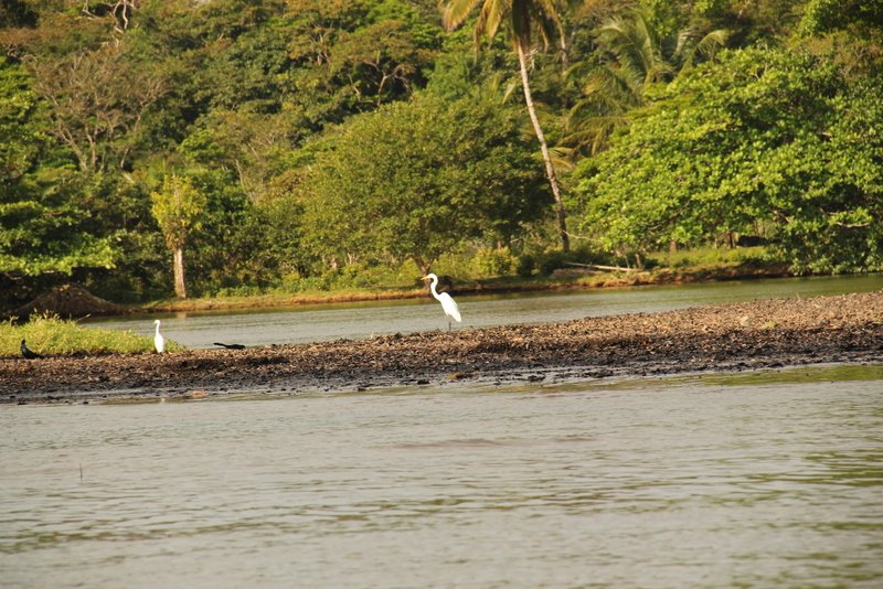 Snowy Egrets along the Tortuguero Canal