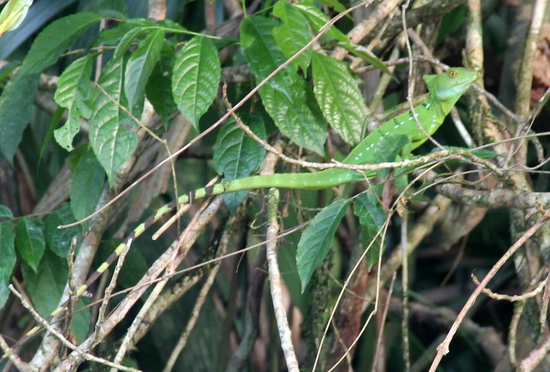 Green Basilisk Lizard - female