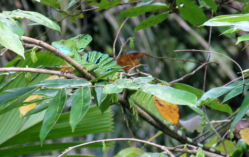 Green Basilisk Lizard - Male